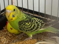 Renk güzeli yavru muhabbet kuşları
