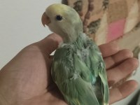 Acil sevda papağanı