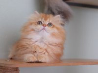 British longhair safkan dişi