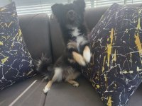 9 aylık papilon cinsi pomeranian boo