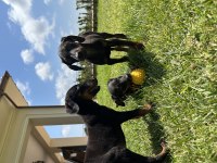 Doberman yavruları yeni yuvalarına gitmeye hazırlat