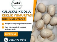 Taze Döllü Kuluçkalık Keklik Yumurtası