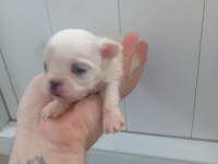 Maltese terrier bebekler