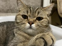 Ücretsiz Sahiplendirme British Shorthair Kedilerimiz