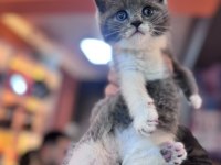 A kalite bicolor british shorthair yavrumuz