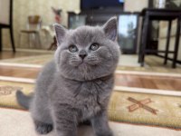 British shorthair cins kedimizi sahiplendirme