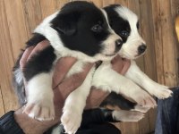 Border collie zeka küpü pofuduk köpekler