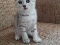 Anne scottish baba amerikan shorthair