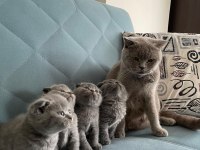 Scottish fold orjinal güzel bebekler