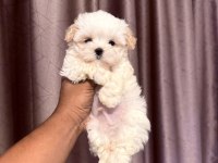 En özel maltipoo yavruları