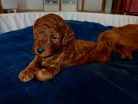 Minik poodle yavrularım rezerveye açık