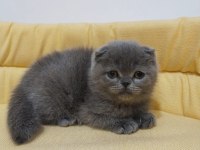 Kaliteli kediler british shorthair