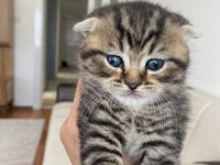 Scottish fold