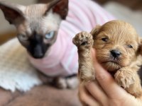 Maltipoo Yavruları