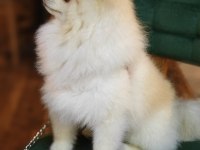 Yalovadan pomeranian köpeğimiz