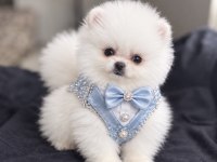 KAR BEYAZ Pomeranian boo ayi surat rezerve acik