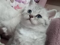 16 NİSAN DOĞUMLU BRİTİSH SHORTHAİR ERKEK YAVRU