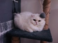 Cins british shorthair kediler