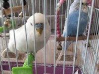 Muhabbet Kuşu 2 Yaşında