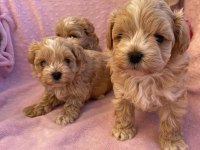 Maltipoo Saf En Küçük Boy Yavrularımız
