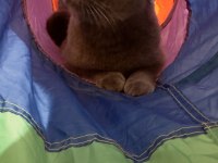 Scottish fold kedimi ücretsiz sahiplendirmek