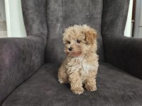Maltipoo yavruları