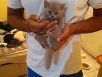 10 gün sonra sahiplendirme british shorthair