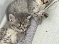 British Shorthair Prenseslerime Yuva Arıyorum