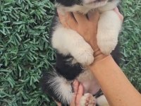 Irk Ve Sağlık Garanti Safkan Border Collie Yavrularımuz