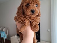 Fırsat Yavruları Evde büyüyen Toy Poodle Bebekler