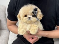 SHOW KALITE MALTIPOO BEBEKLERIM