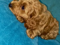 Yavru Toy poodle bebeklerimiz 5 günlük