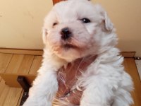 Maltese Terrier Yavrular Irk Sağlık Garantili
