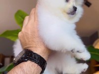 Pomeranian Boo Yavrumuz