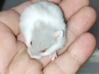 ÖZEL RENK DWARF HAMSTER