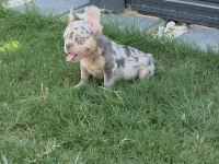 French bulldog köpeğimiz