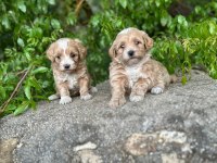 Maltipoo Core Yavrularımız Sağlık Ve Irk Garantilidir