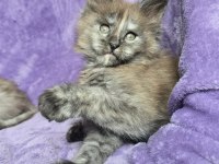 Maine coon dişi black smoke Tortie wcf pet