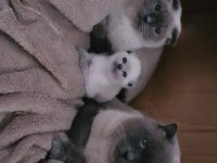 Nadir bulunan safkan Scottish Fold Bluepoint Bebeklerimiz