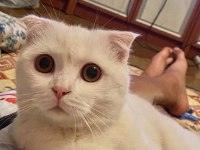 Prensimiz scottish fold