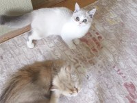 British shorthair bicoloor erkek yavru