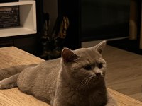 Ücretsiz 7 aylık British Shorthair