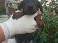 SAFKAN DOBERMAN KÖPEĞİ YAVRULARIMIZ