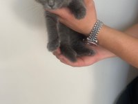 scottish fold