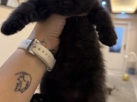 Yeni yuvalarına gitmeye hazır british shorthair kediler