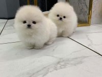 Sevimli mini boy pomeranian boo yavruları hazır