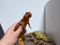FATURALI EVRAKLI UROMASTYX
