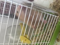 Anne hamster ve yavrular