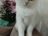 Britsh shorthair kedimiz sahiplendirilecektir
