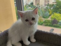 Yavru cins kedi uygun puanlı